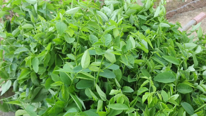 Thực đơn giảm cân sử dụng rau ngót