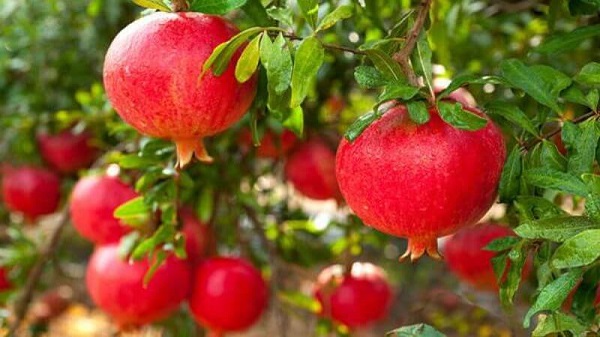 Lựu tươi: Nguồn dinh dưỡng nguyên chất