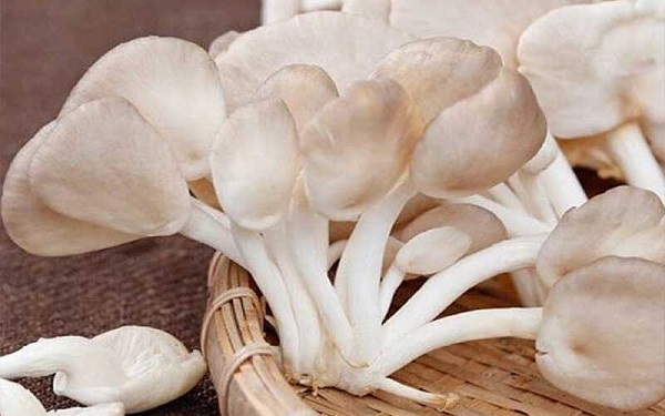 Nấm sò là một trong những loại nấm phổ biến