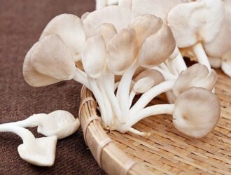 Nấm bào ngư: Giàu chất chống oxy hóa