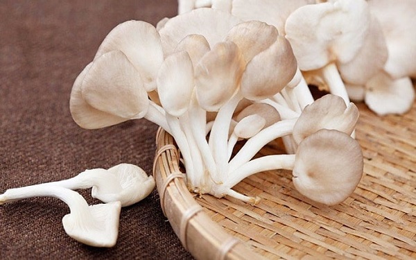 Nấm bào ngư: Giàu chất chống oxy hóa