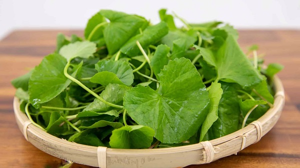 Chọn rau má tươi ngon