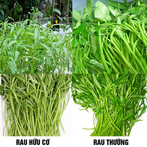 Rau hữu cơ và rau thông thường: Sự khác biệt về hàm lượng calo 